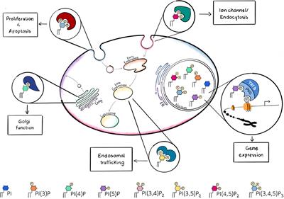 “Modulating Phosphoinositide Profiles as a Roadmap for Treatment in Acute Myeloid Leukemia”